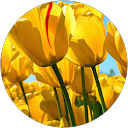 Sirlei Vianna profile picture